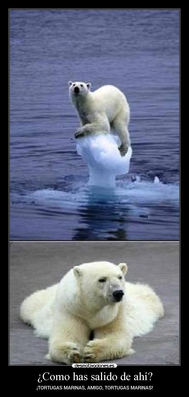 carteles tortugas marinas desmotivaciones