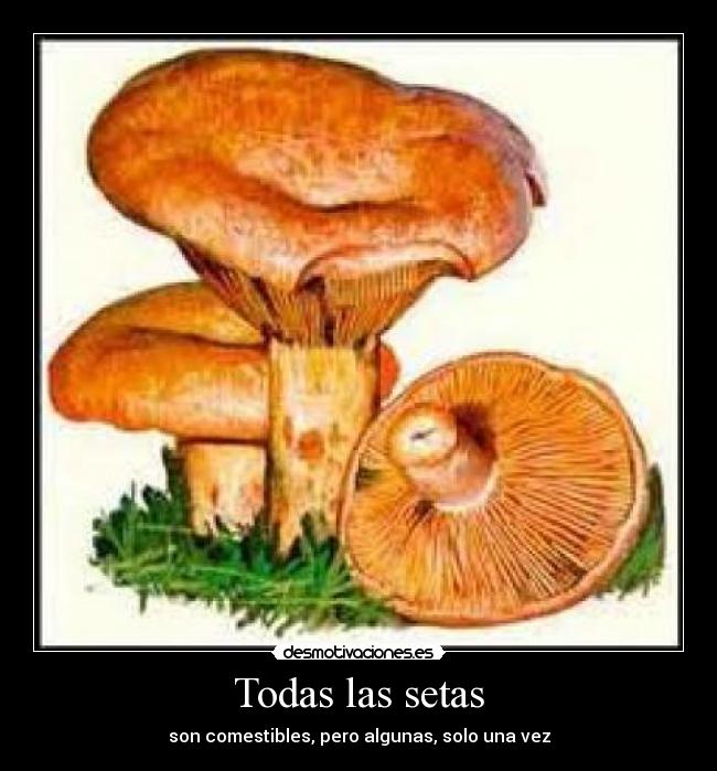 Todas las setas -