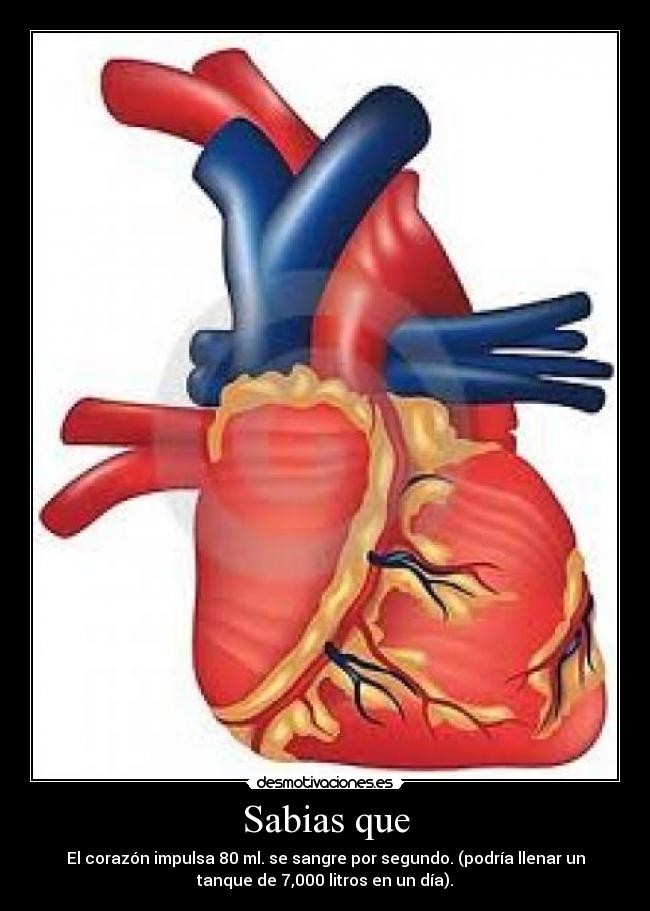 Sabias que - El corazón impulsa 80 ml. se sangre por segundo. (podría llenar un
tanque de 7,000 litros en un día).
