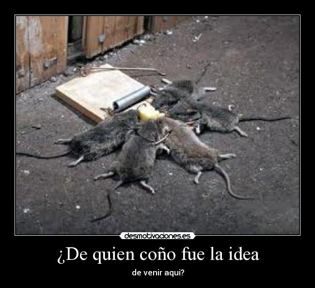 ¿De quien coño fue la idea - 