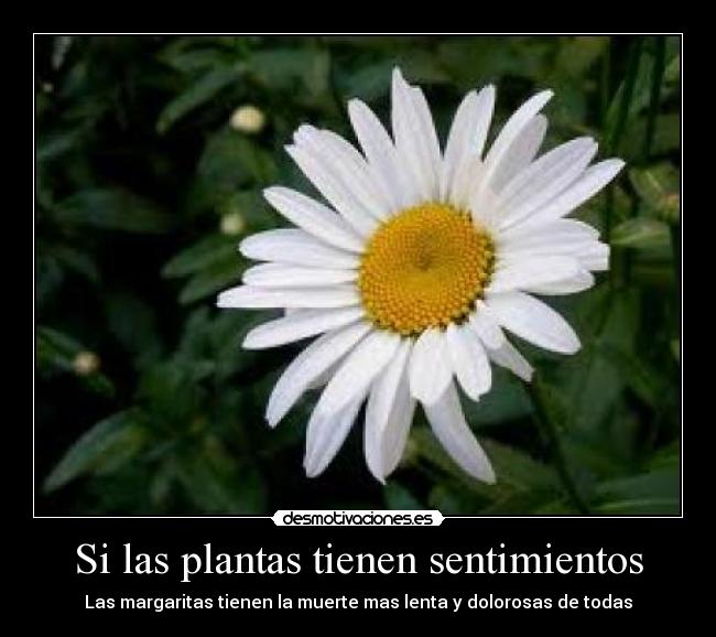 Si las plantas tienen sentimientos - Las margaritas tienen la muerte mas lenta y dolorosas de todas
