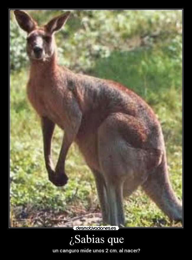 ¿Sabias que - un canguro mide unos 2 cm. al nacer?