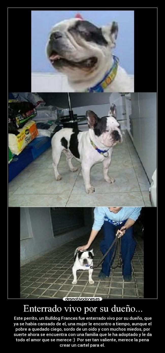 Enterrado vivo por su dueño... - Este perrito, un Bulldog Frances fue enterrado vivo por su dueño, que
ya se habia cansado de el, una mujer le encontro a tiempo, aunque el
pobre a quedado ciego, sordo de un oido y con muchos miedos, por
suerte ahora se encuentra con una familia que le ha adoptado y le da
todo el amor que se merece :)  Por ser tan valiente, merece la pena
crear un cartel para el. 