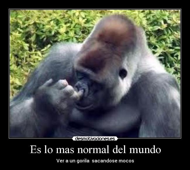 Es lo mas normal del mundo - Ver a un gorila sacandose mocos