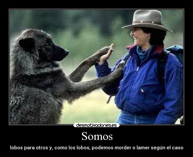 Somos - lobos para otros y, como los lobos, podemos morder o lamer según el caso