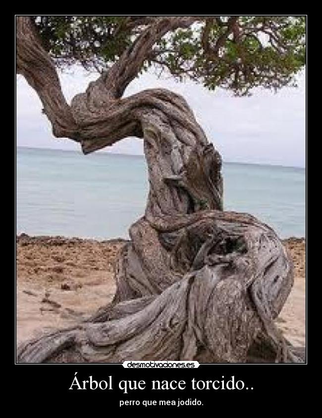 Árbol que nace torcido.. - perro que mea jodido.