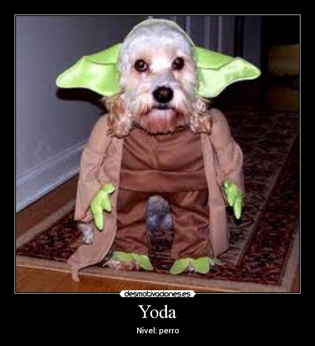 Yoda - Nivel: perro