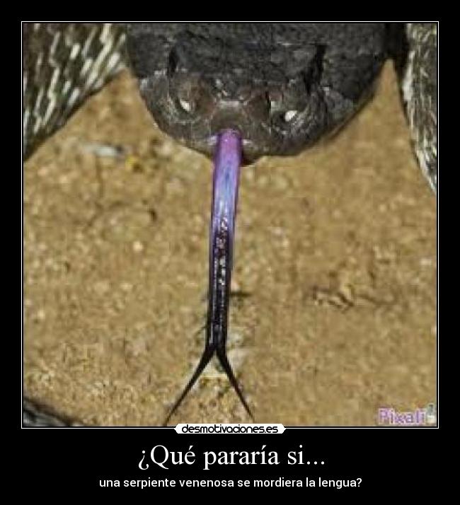 carteles una serpiente venenosa mordiera lengua desmotivaciones