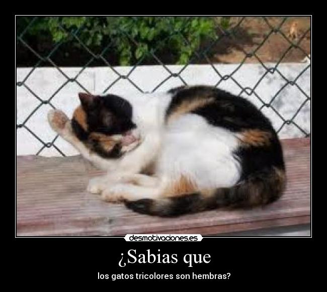 ¿Sabias que - los gatos tricolores son hembras?