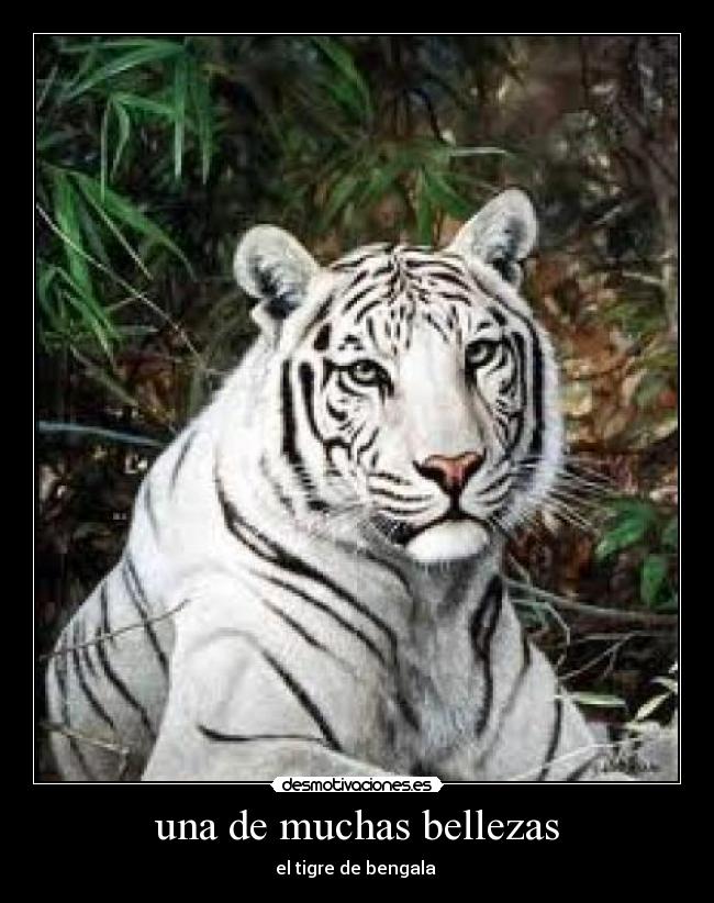 una de muchas bellezas - el tigre de bengala
