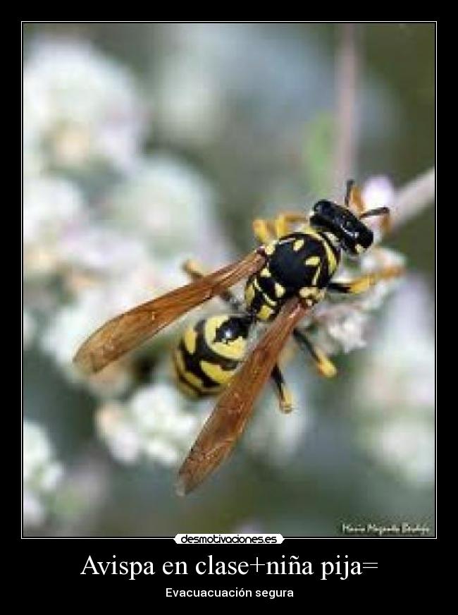 Avispa en clase+niña pija= - Evacuacuación segura