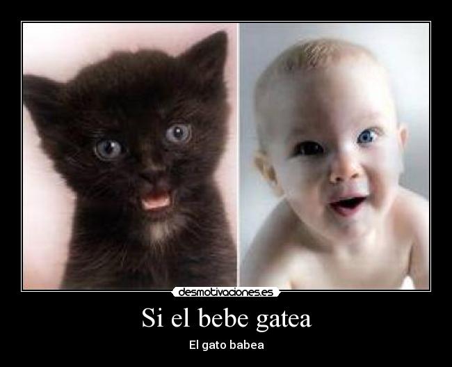 Si el bebe gatea - El gato babea