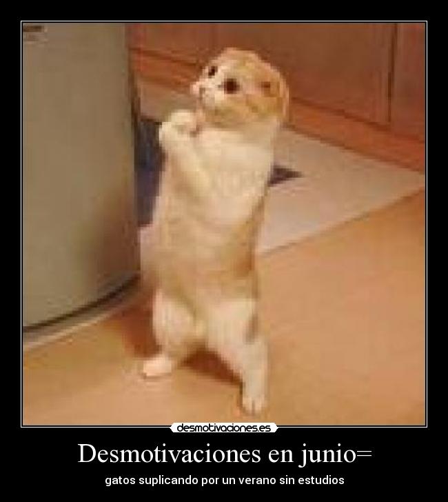 Desmotivaciones en junio= - gatos suplicando por un verano sin estudios