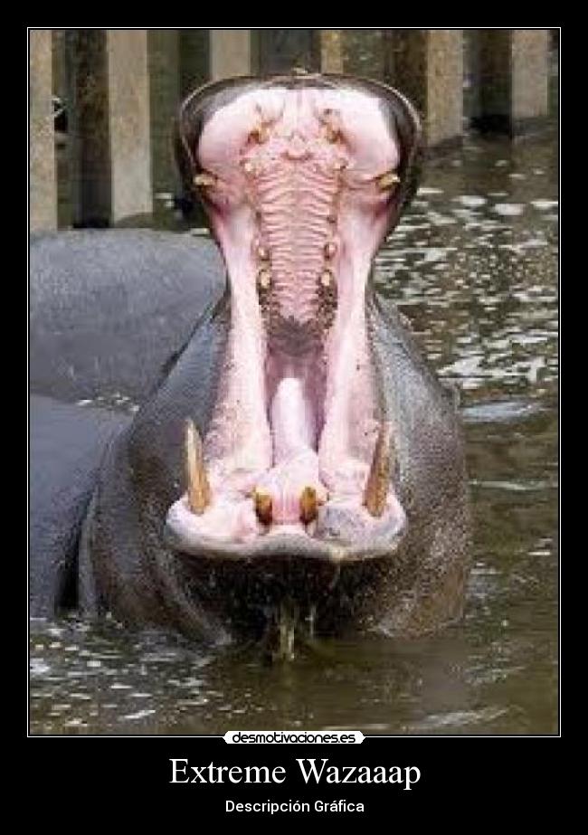 Extreme Wazaaap - Descripción Gráfica