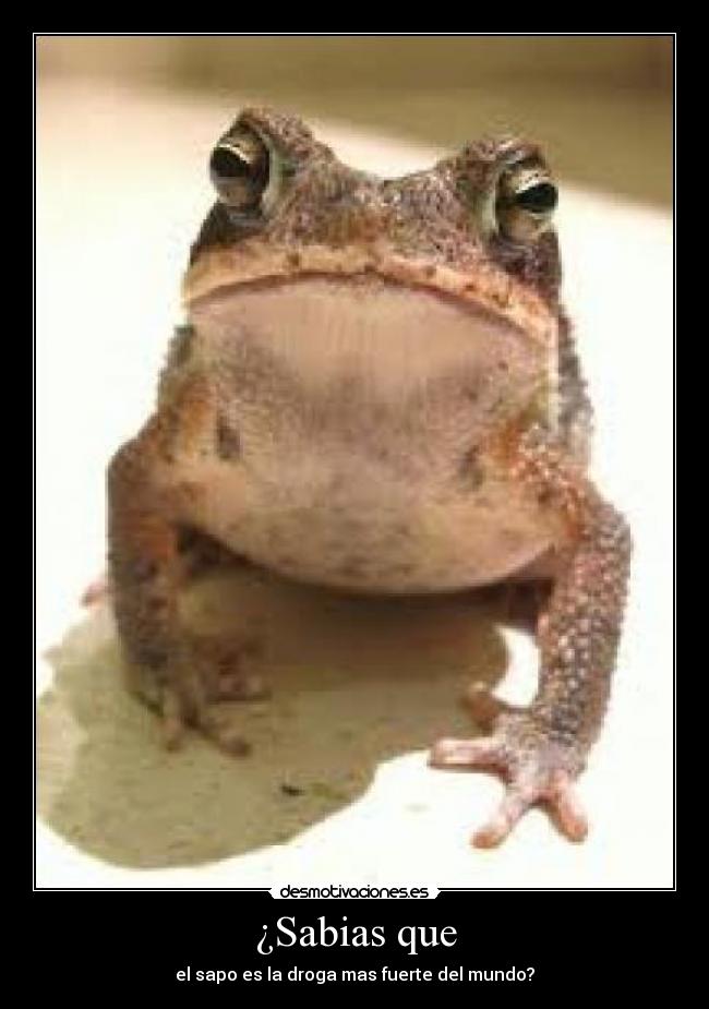 ¿Sabias que - el sapo es la droga mas fuerte del mundo?