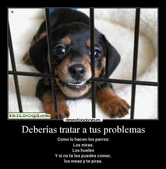 carteles problemas perros problemas togueri toguel desmotivaciones