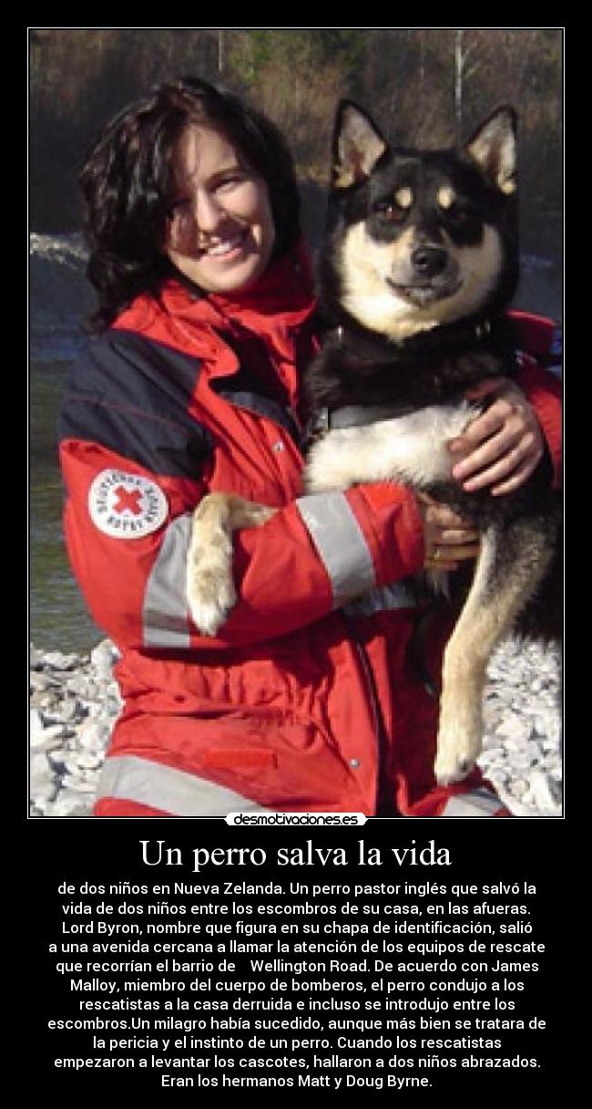 carteles vida perro salva vida desmotivaciones