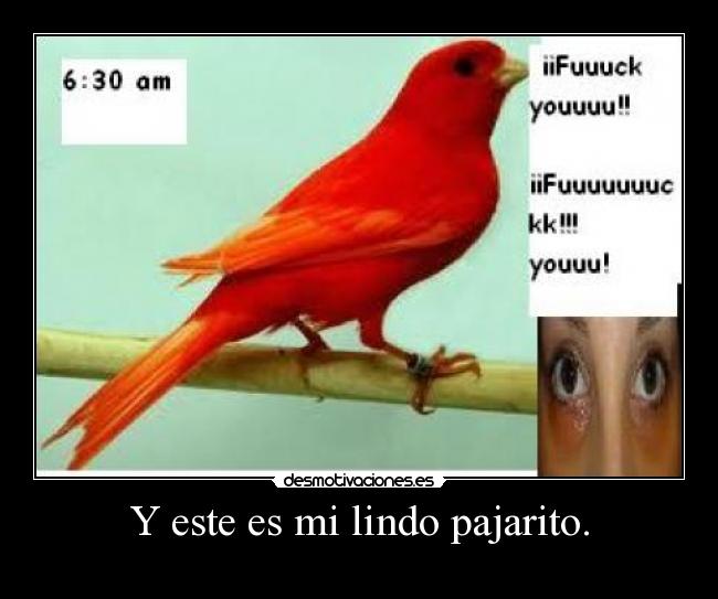 Y este es mi lindo pajarito. - 