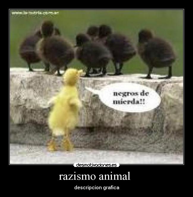 razismo animal - descripcion grafica