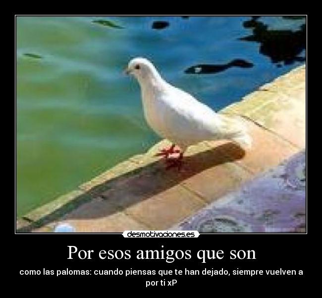 Por esos amigos que son - como las palomas: cuando piensas que te han dejado, siempre vuelven a por ti xP