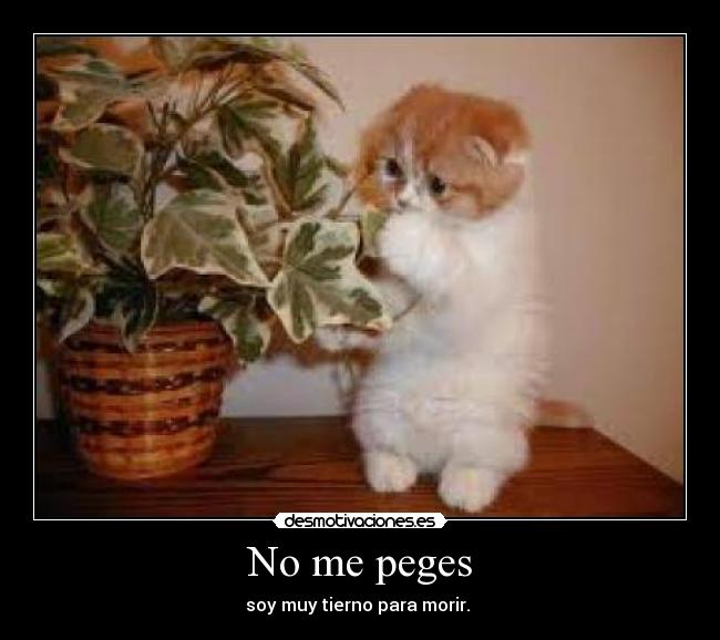 No me peges -