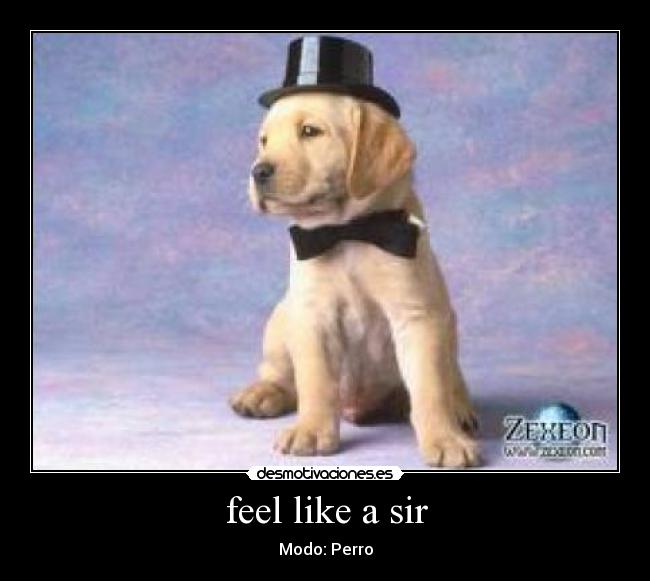 feel like a sir - Modo: Perro