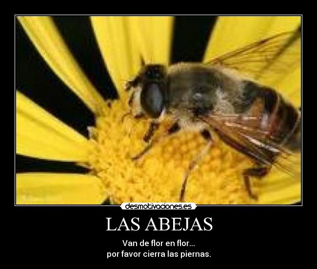 LAS ABEJAS - Van de flor en flor...
por favor cierra las piernas.