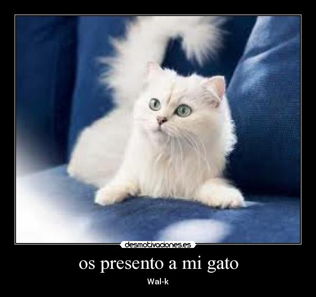 os presento a mi gato - 