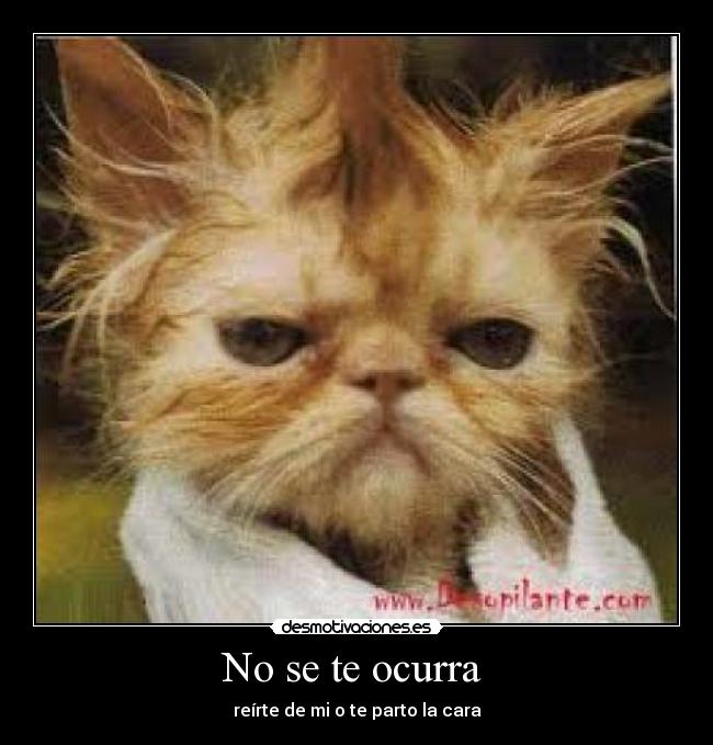 No se te ocurra - reírte de mi o te parto la cara