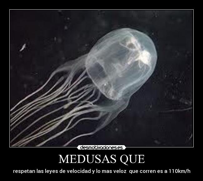 MEDUSAS QUE - 