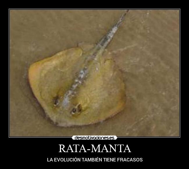 RATA-MANTA - LA EVOLUCIÓN TAMBIÉN TIENE FRACASOS