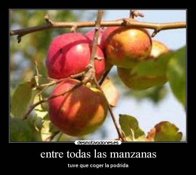 entre todas las manzanas - tuve que coger la podrida
