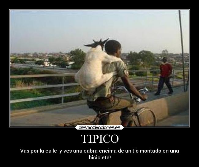 TIPICO - Vas por la calle y ves una cabra encima de un tio montado en una bicicleta!