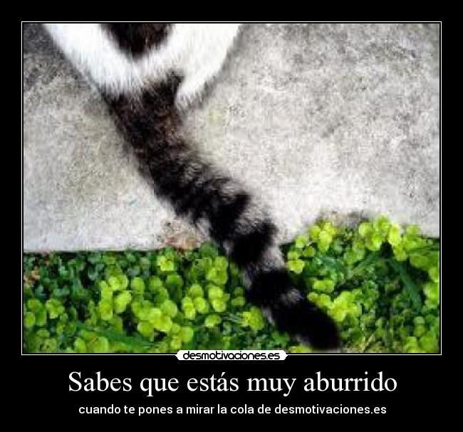 carteles cola gato desmotivacioneses aburrimiento desmotivaciones