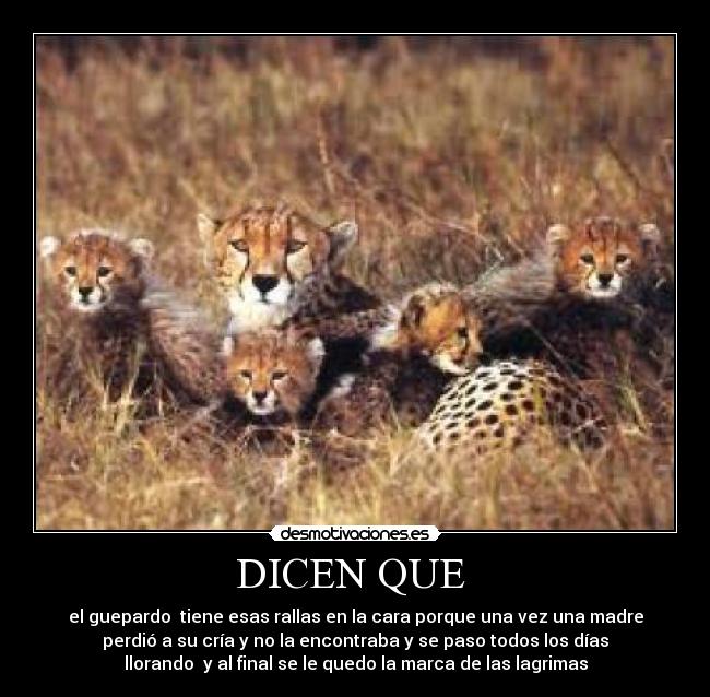 DICEN QUE -