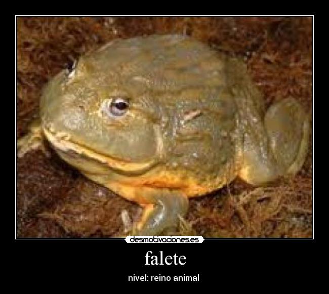 falete - nivel: reino animal