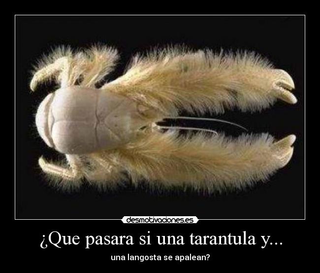 ¿Que pasara si una tarantula y... -