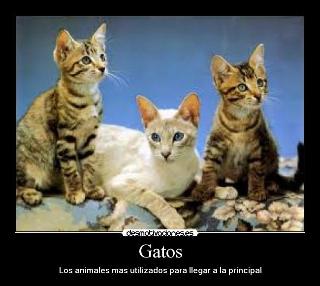 Gatos - Los animales mas utilizados para llegar a la principal