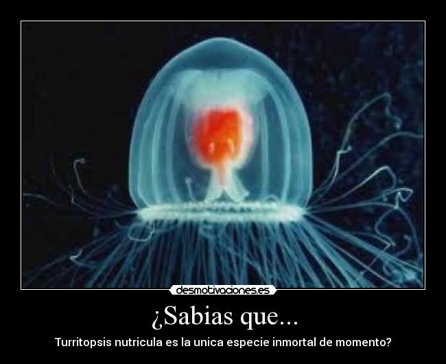 carteles turritopsis nutricula desmotivaciones