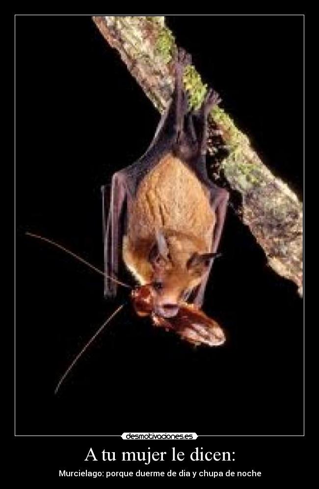 A tu mujer le dicen: -