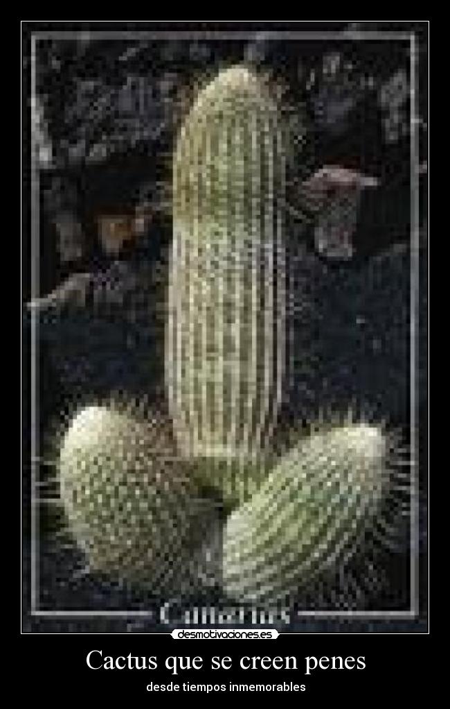 Cactus que se creen penes - 