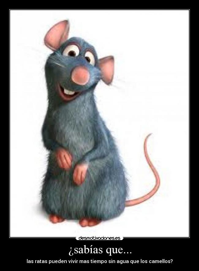 ¿sabías que... - las ratas pueden vivir mas tiempo sin agua que los camellos?