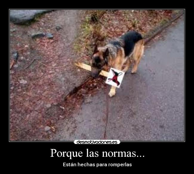 Porque las normas... -