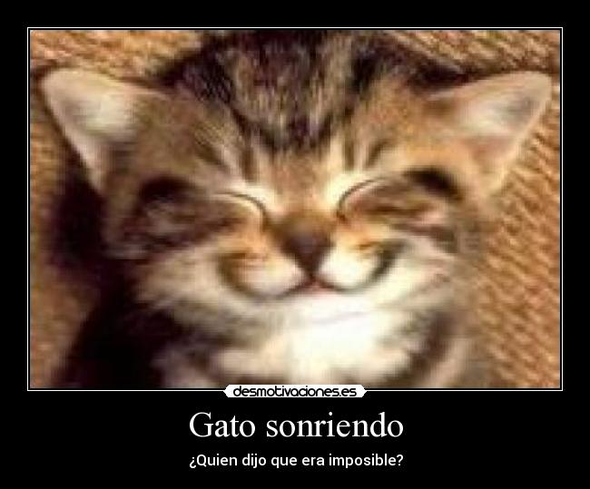 Gato sonriendo - 