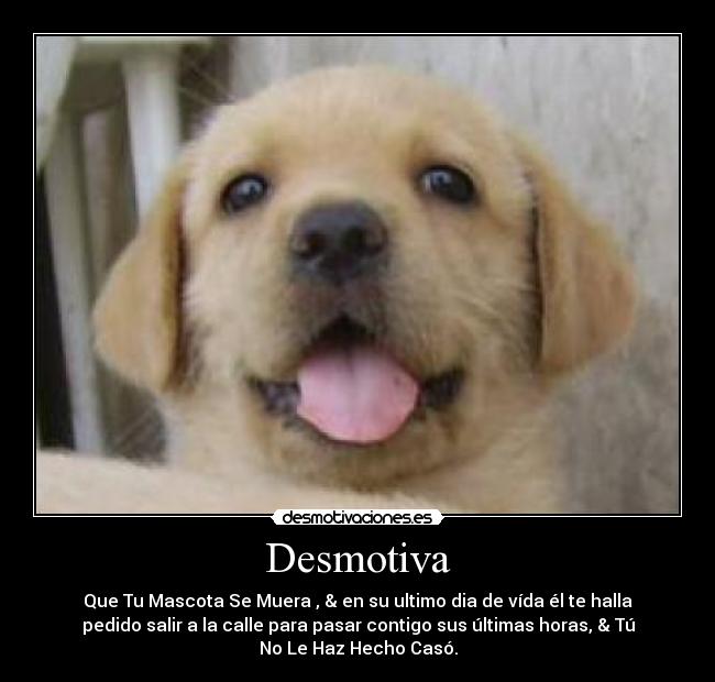 Desmotiva - Que Tu Mascota Se Muera , & en su ultimo dia de vída él te halla
pedido salir a la calle para pasar contigo sus últimas horas, & Tú
No Le Haz Hecho Casó.