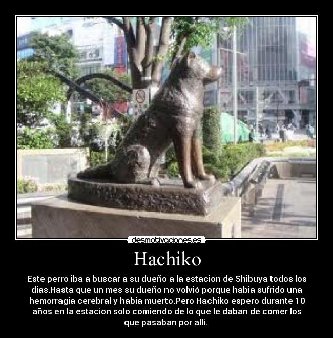 Hachiko - Este perro iba a buscar a su dueño a la estacion de Shibuya todos los
dias.Hasta que un mes su dueño no volvió porque habia sufrido una
hemorragia cerebral y habia muerto.Pero Hachiko espero durante 10
años en la estacion solo comiendo de lo que le daban de comer los
que pasaban por alli.