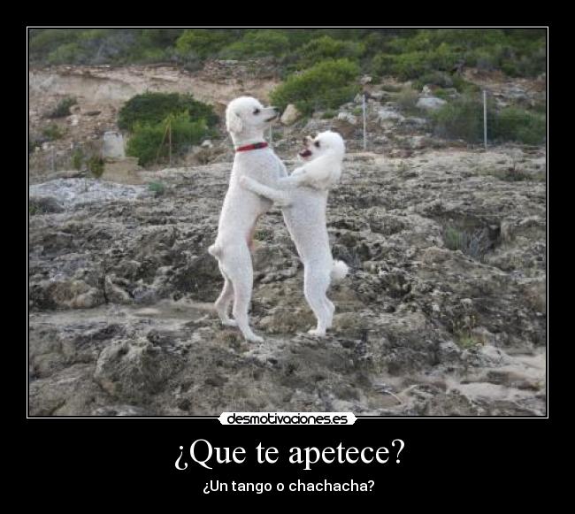 ¿Que te apetece? - ¿Un tango o chachacha?
