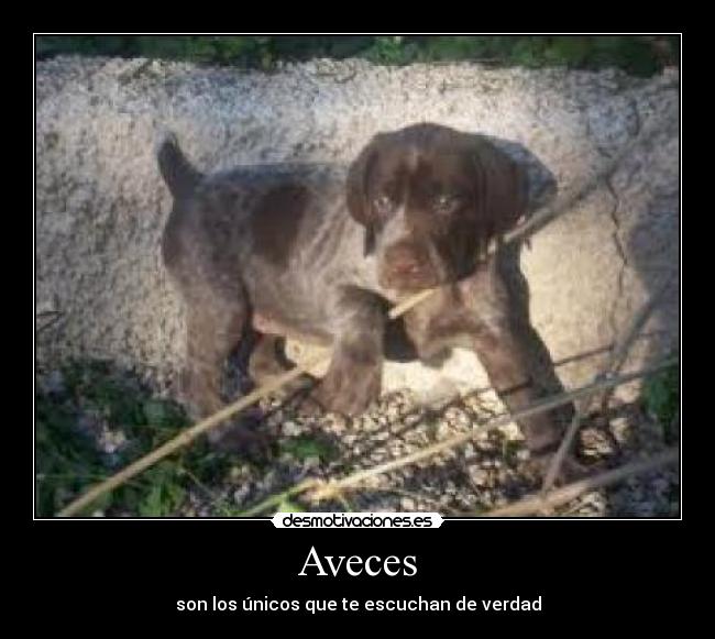 Aveces -