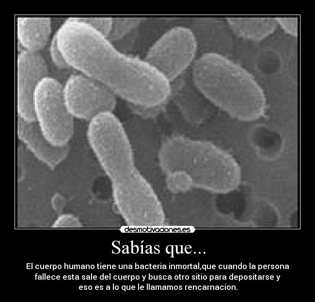 Sabías que... - El cuerpo humano tiene una bacteria inmortal,que cuando la persona
fallece esta sale del cuerpo y busca otro sitio para depositarse y
eso es a lo que le llamamos rencarnacion.