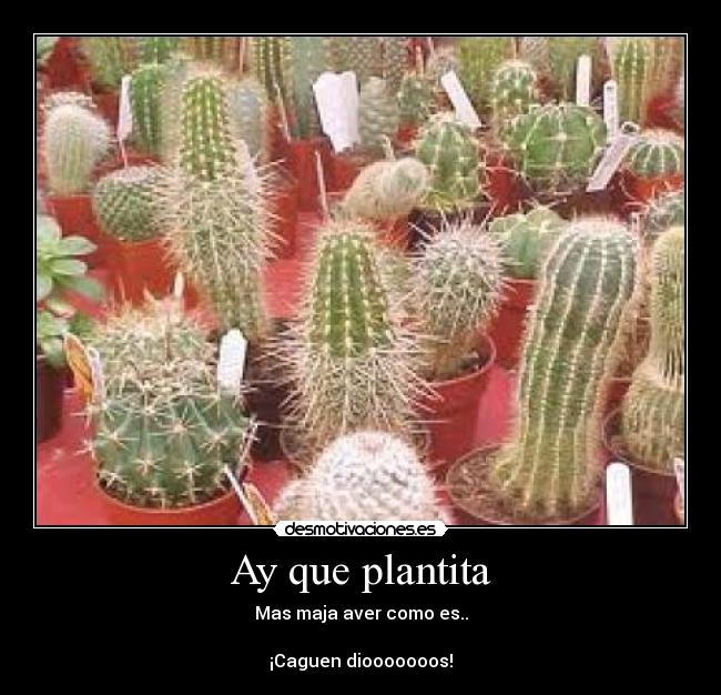 Ay que plantita -
